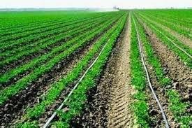 Tunisia Pioneers Desert Agriculture with Drip Irrigation Technology